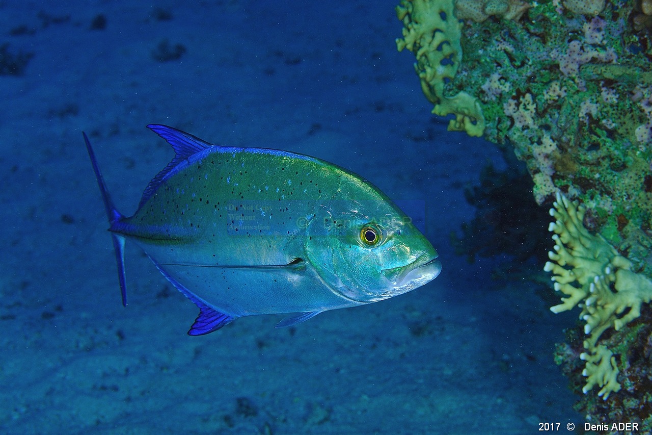 Caranx melampygus Carangue a queue bleue-Safaga Tobia Soraya-3m-20171122-Denis-ADER-DSC_3497_tn.jpg